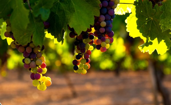 Comment organiser une visite des vignobles biodynamiques en Toscane, Italie?