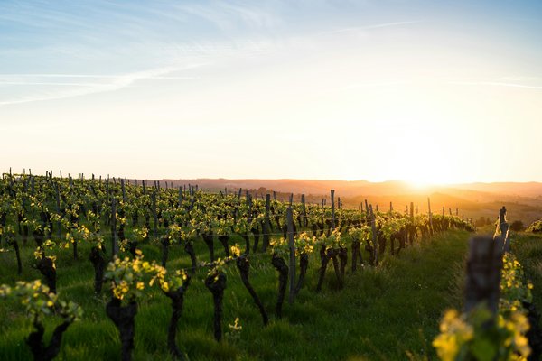 Comment organiser des vacances en Toscane avec des cours de cuisine et des visites de vignobles?