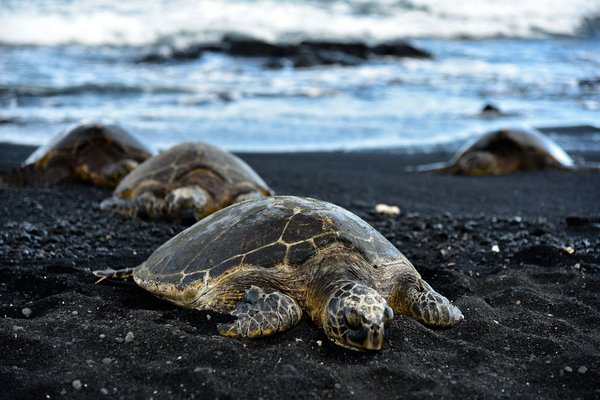 Quels sont les meilleurs spots pour observer les tortues luth en Guyane française ?